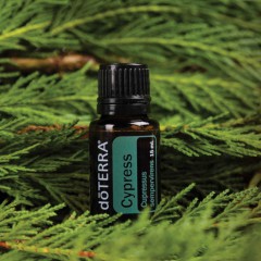 dōTERRA Cypress Essential Oil | Cupressus sempervirens
